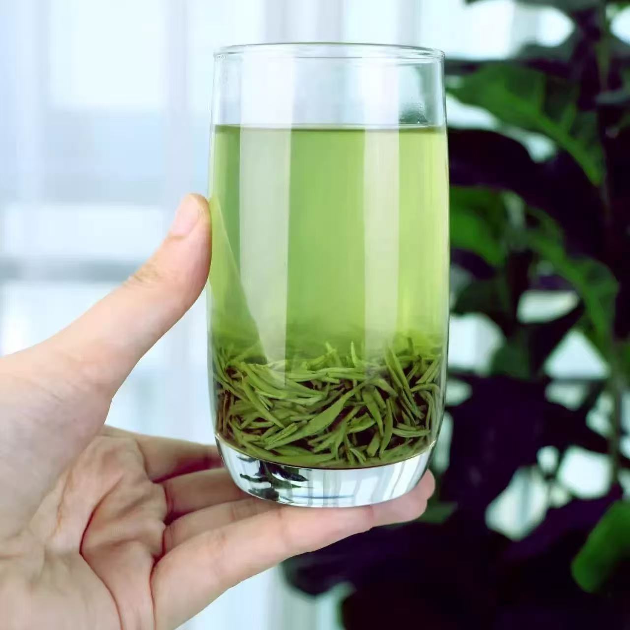 Xinyang Maojian organic green tea